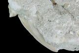 Otodus Shark Tooth Fossil In Rock - Eocene #86982-3